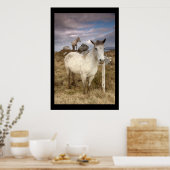 コンネマラのポニー。cARTerARTによるポスター ポスター (キッチン)