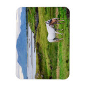 コンネマラの馬 |ゴールウェイ（アイルランド） マグネット (縦)