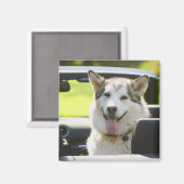 コンバーチブルのハスキー犬 マグネット (正面/裏面)