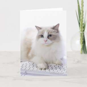 コンピュータのキーボードのRagdoll猫 カード