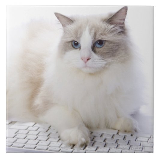 コンピュータのキーボードのRagdoll猫 タイル (正面)