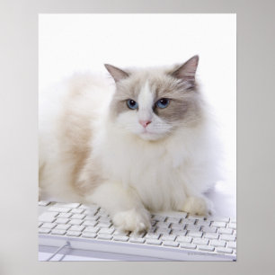 コンピュータのキーボードのRagdoll猫 ポスター