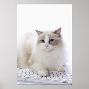 コンピュータのキーボードのRagdoll猫 ポスター