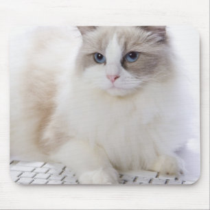 コンピュータのキーボードのRagdoll猫 マウスパッド