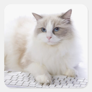 コンピュータキーボードのラグドール猫 スクエアシール