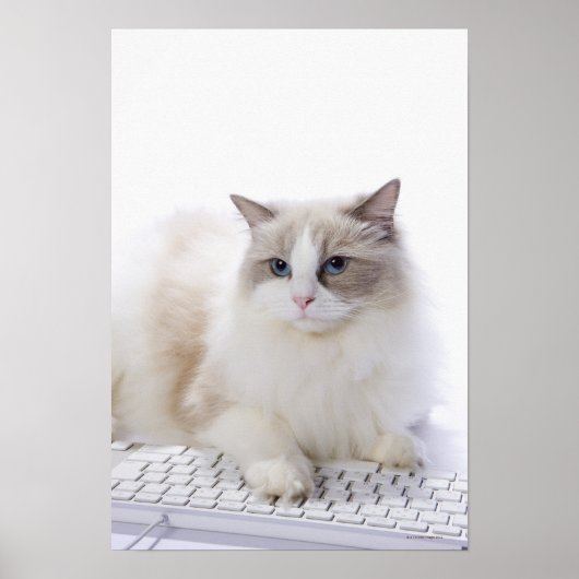 コンピュータキーボードのラグドール猫 ポスター (正面)