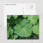 コンフィ・カタツムリ ポストカード (正面/裏面)