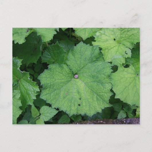 コンフィ・カタツムリ ポストカード (正面)