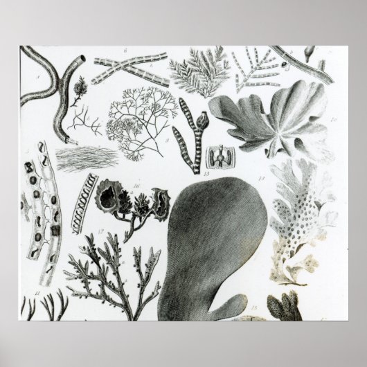 コンフェラ・フカス ポスター (正面)