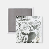 コンフェラ・フカス マグネット (正面/裏面)