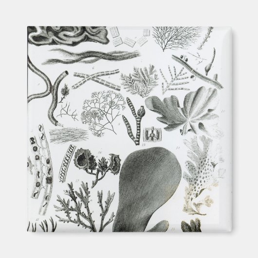 コンフェラ・フカス マグネット (正面)