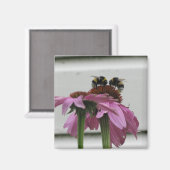 コンフォローの（昆虫）マルハナバチカップル マグネット (正面/裏面)