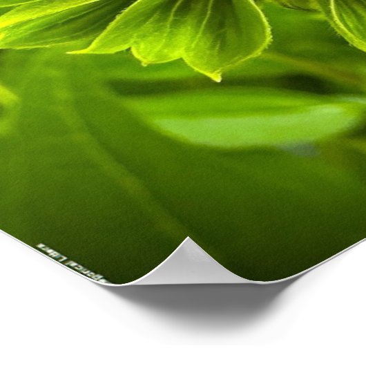 コンフロアー ポスター (角)