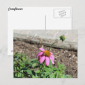 コンフロアー ポストカード (正面/裏面)