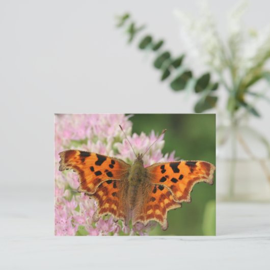 コンマ蝶 ポストカード (スタンド正面)