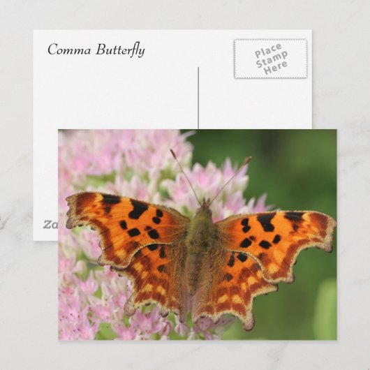 コンマ蝶 ポストカード (正面/裏面)