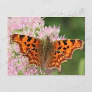 コンマ蝶 ポストカード