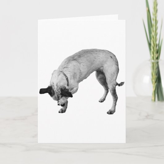 コーイ・パウ、ウォーム・ウィッシーズ カード (正面)