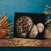 コーウィークコーン斑 フォトプラーク (側面)