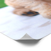 コーカースパニエル犬子犬 ポスター (角)