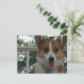 コーギパピードッグハガキ ポストカード (スタンド正面)