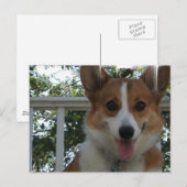 コーギパピードッグハガキ ポストカード (正面/裏面)
