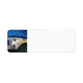 コージーベンガルキャットボビー差出人住所ラベル ラベル