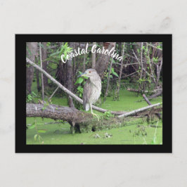 コースタルカロライナBitternポストカードポストクロッシング ポストカード