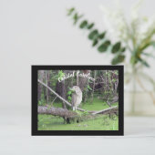 コースタルカロライナBitternポストカードポストクロッシング ポストカード (スタンド正面)