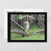 コースタルカロライナBitternポストカードポストクロッシング ポストカード (正面/裏面)