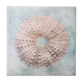 コースタルブルーとピーチクリー動揺してムビーチシー タイル