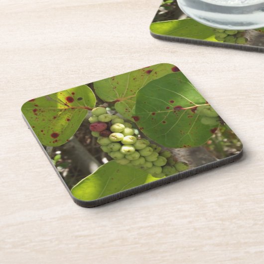 コースターの置かれる野生の海のブドウ コースター (左側)