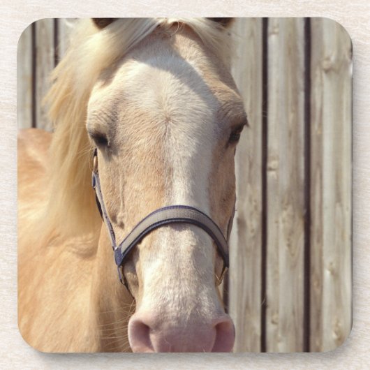 コースターのPalominoの子馬セット コースター (正面)