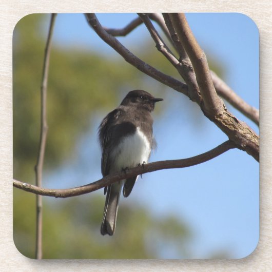 コースターセット – フライキャッチャー コースター (正面)