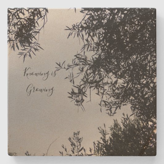 コースター (正面)