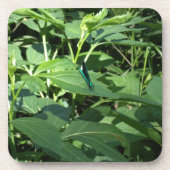 コースター (正面)