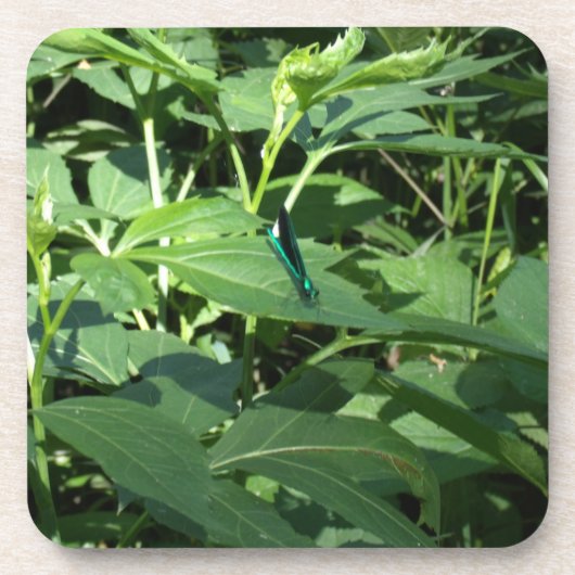 コースター (正面)