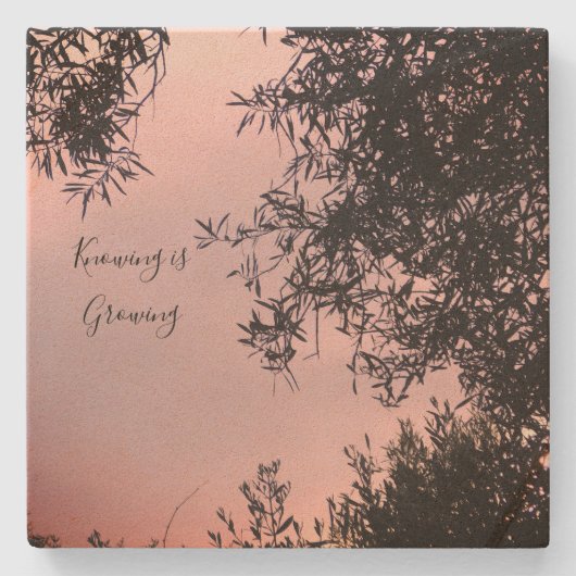 コースター (正面)