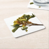 コースター – Kangaroo Paw (アングル)