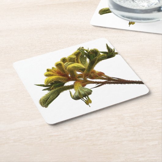 コースター – Kangaroo Paw (アングル)