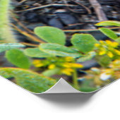 コーストデュデリアアットポイントレイズナショナルシーショア ポスター (角)