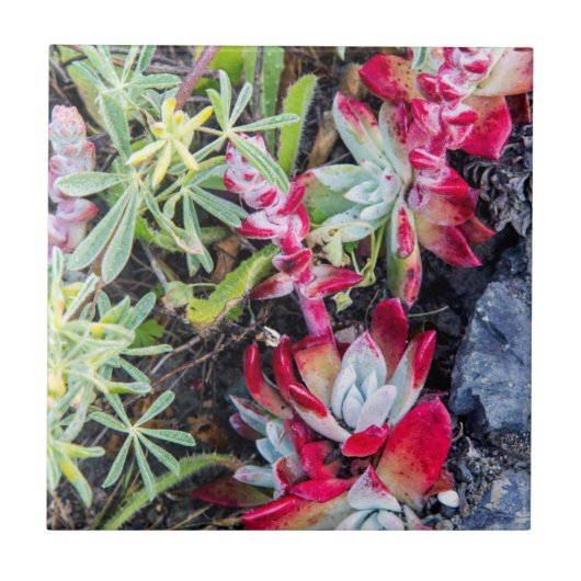 コーストデュドルヤアットポイントレイズナショナルシーショア タイル (正面)