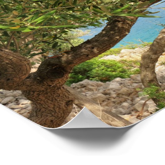 コースト地中海のオリーブの木の写真 ポスター (角)