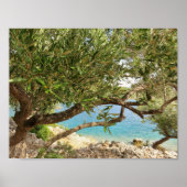 コースト地中海のオリーブの木の写真 ポスター (正面)
