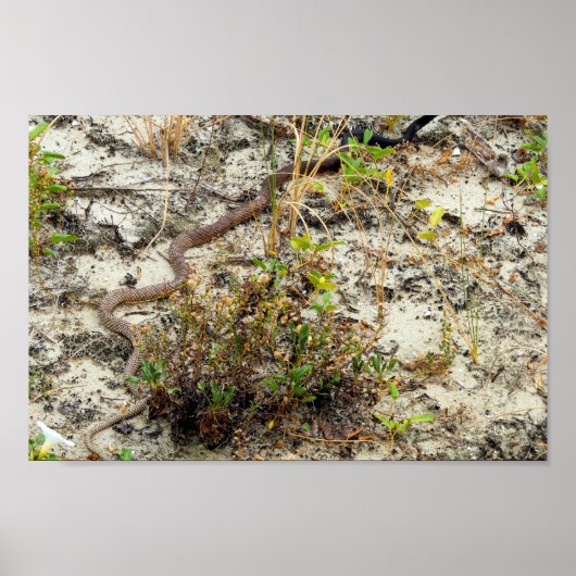 コーチホイップスネーク ポスター (正面)