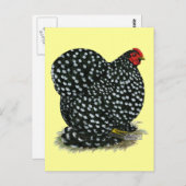 コーチンが斑を入れた鶏 ポストカード (正面/裏面)