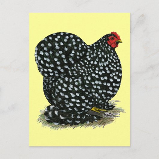 コーチンが斑を入れた鶏 ポストカード (正面)