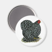 コーチンが斑を入れた鶏 マグネット (正面/裏面)