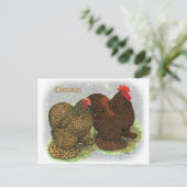 コーチン：ゴールデンレース2 ポストカード (スタンド正面)