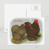 コーチン：ゴールデンレース2 ポストカード (正面/裏面)